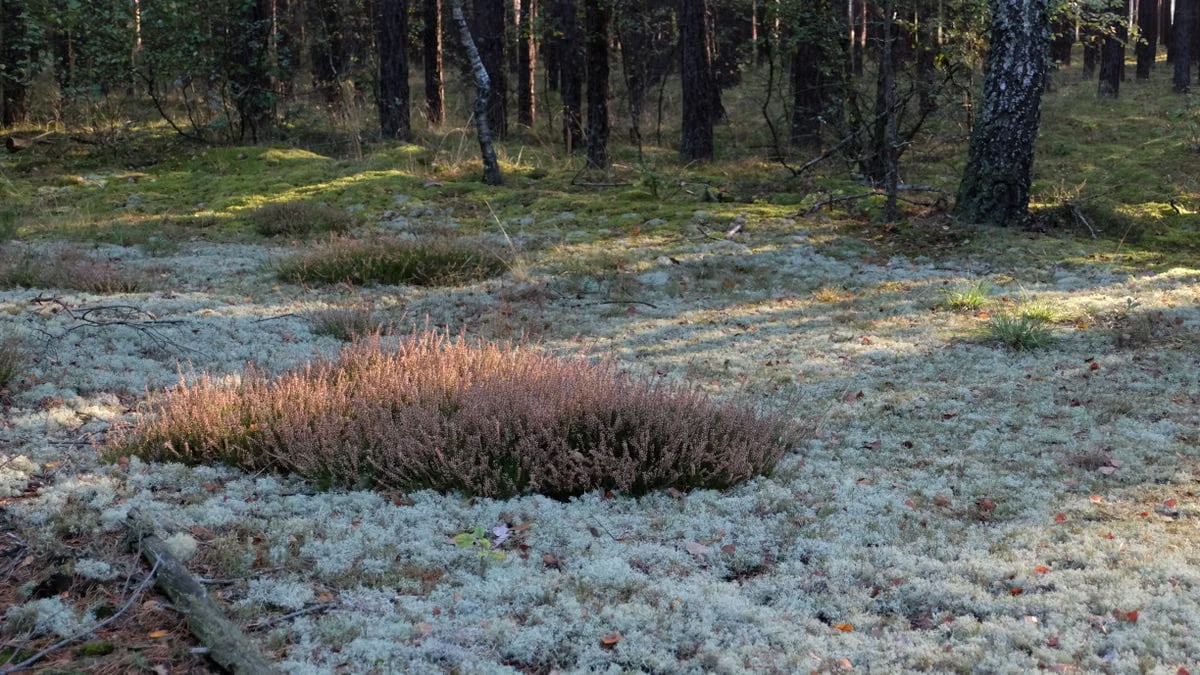 Kuidas alustada tervislikku eluviisi